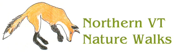Northern VT Nature Walks Logo